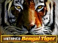 Untamed Bengal Tiger