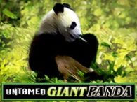 Untamed Giant Panda
